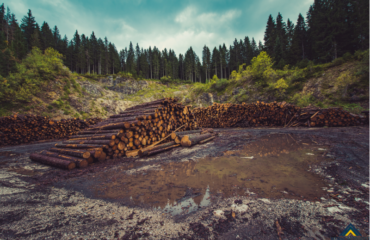 Deforestación