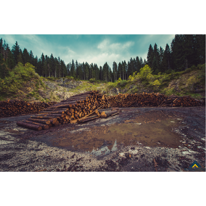 ¿Cómo podemos detener la deforestación?
